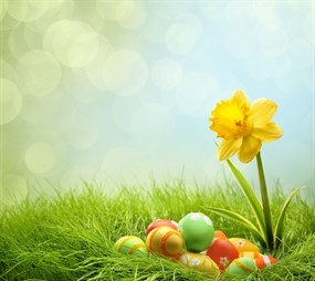 绿色草地彩蛋鲜花图片